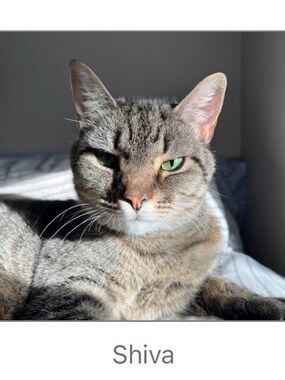 Tree House Humane Society 100% Donation🐱💚